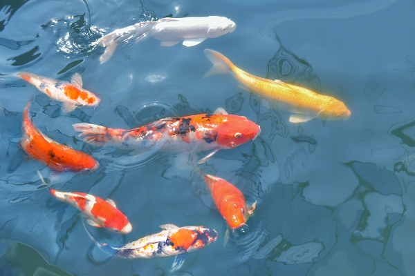 Image of koi in moving water